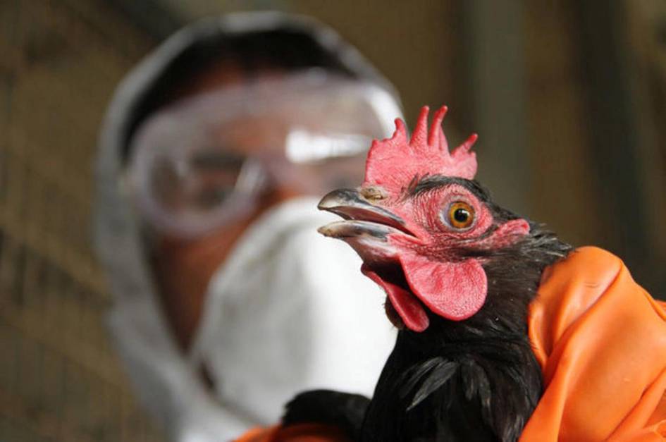 Дунёда илк бор H5N5 парранда гриппидан одам ўлими қайд этилди